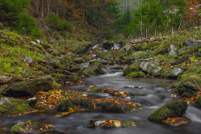 Stream flowing through rocks in forest