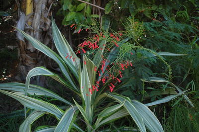 Close-up of plants