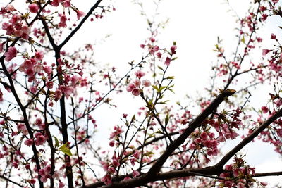 Low angle view of pink flowers on tree
