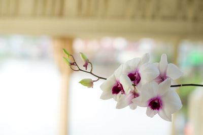 Close-up of pink orchid flowers