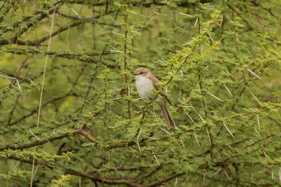 Close-up of bird perching on branch