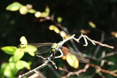 Close-up of insect on leaf