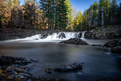 Scenic view of waterfall in forest