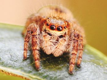 Close-up of spider