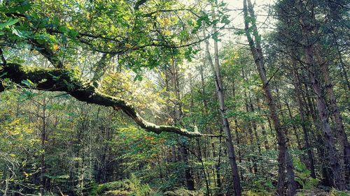 Trees in forest