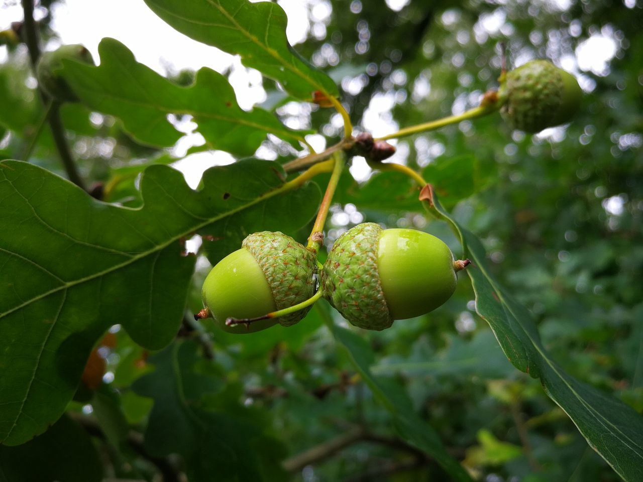 CLOSE-UP OF BERRIES GROWING ON TREE