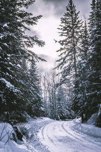 Trees in forest during winter