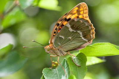 Cardinal butterfly, argynnis pandora in artsivi gorge natural monument