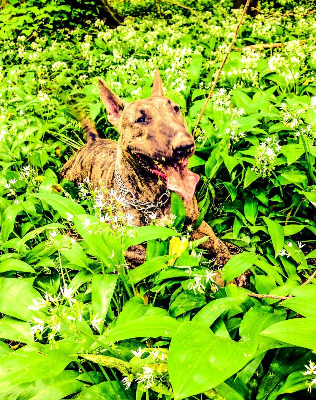 green color, animal themes, one animal, leaf, wildlife, growth, animals in the wild, mammal, tree, nature, plant, lush foliage, forest, grass, green, day, outdoors, high angle view, no people, field