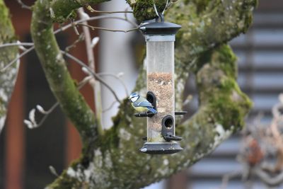 Close-up of blue tit on bird feeder