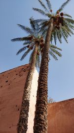 Low angle view of palm tree against clear sky