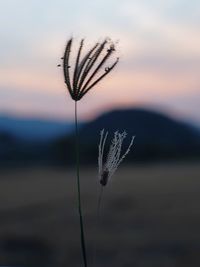 Close-up of stalks in field against sky during sunset