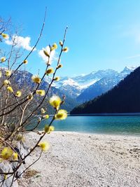 Scenic view of tree against blue sky