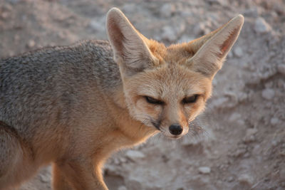 Close up of fennec fox