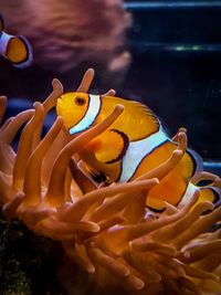 Close-up of fish swimming in sea