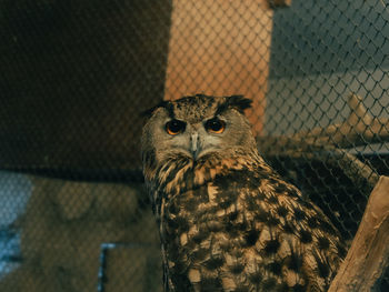 Portrait of owl in cage at zoo