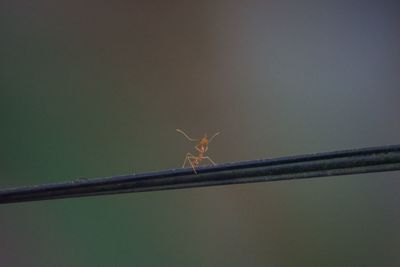 Close-up of insect