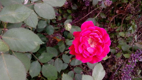 Close-up of pink flowers