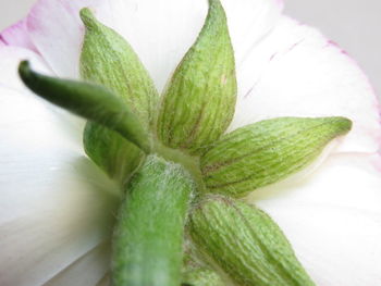 Close-up of vegetables