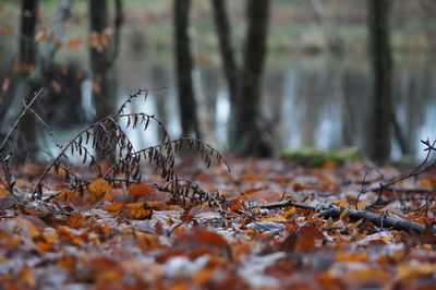 Close-up of fallen tree in forest during autumn