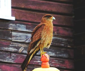 Close-up of bird perching on wall