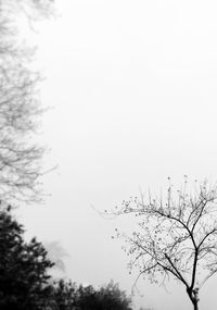 Low angle view of trees against sky