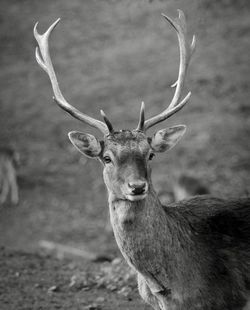 Portrait of deer