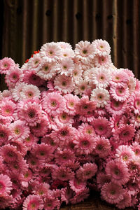 Close-up of pink flowers blooming outdoors