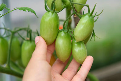 Cropped hand of woman holding tomatoes