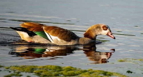 Duck swimming in lake