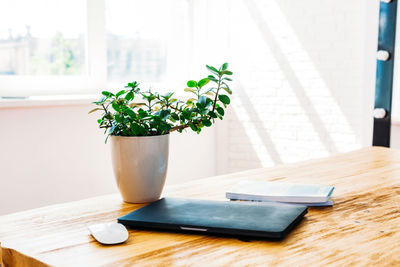 Close-up of potted plant on table