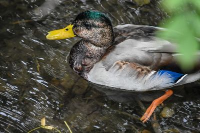 High angle view of duck swimming in lake