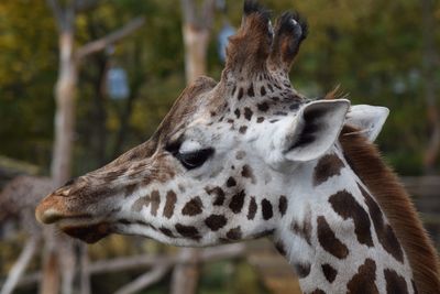 Close-up of giraffe