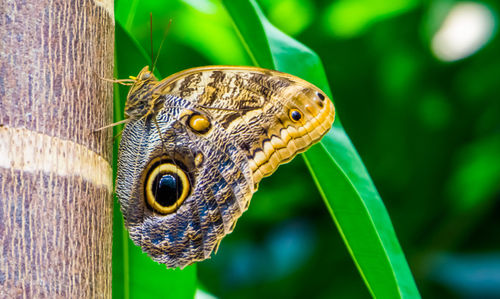 Close-up of butterfly