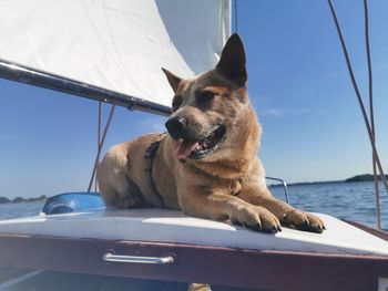 Dog looking at sea