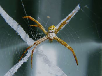 Close-up of spider on web