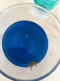 High angle view of turtle in bowl on table