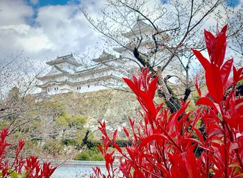 Close-up of red flowering plant against cloudy sky