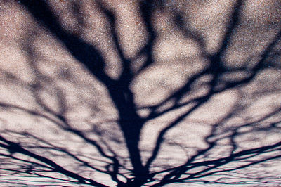 Low angle view of bare trees against sky