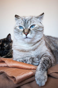 Close-up portrait of cat at home