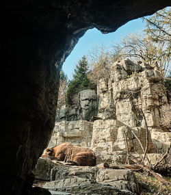 Low angle view of an animal on rock