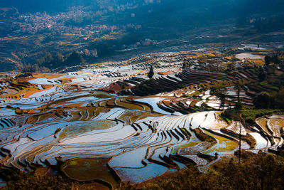 High angle view of rice paddy on field