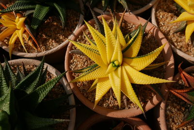Close-up of yellow cactus flower pot