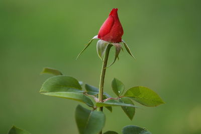 Close-up of insect on red rose