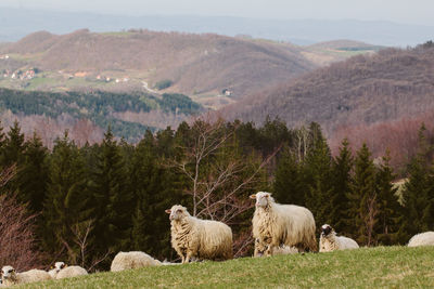 Sheep grazing in a field