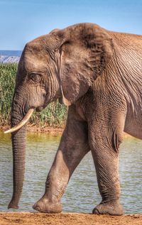 Close-up of elephant in shallow water