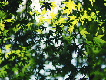 Close-up of tree branch