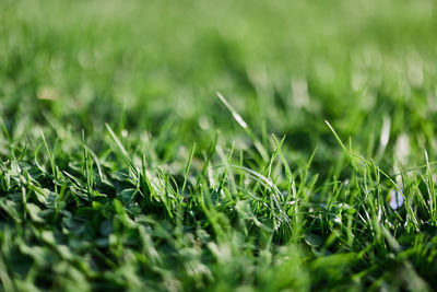 Full frame shot of grass