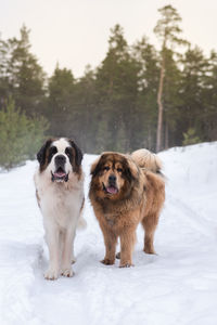 Saint bernard and tibetan mastiff big dogs winter forest snow day