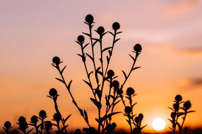 Low angle view of silhouette plants against orange sky